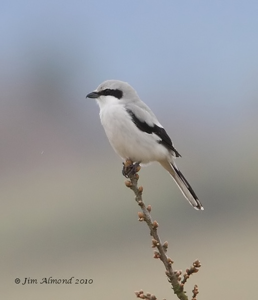 Great grey Shrike